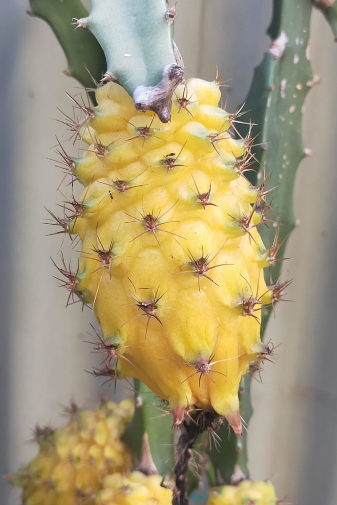 Ripening fruit